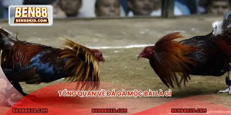 Tổng quan về đá gà Mộc Bài là gì