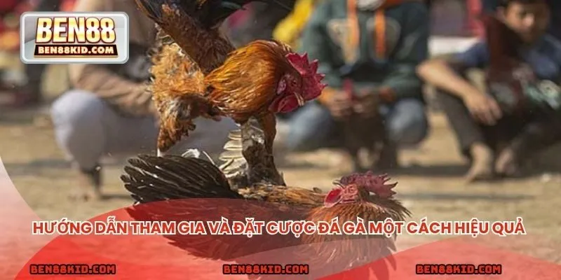 Hướng dẫn tham gia và đặt cược đá gà một cách hiệu quả