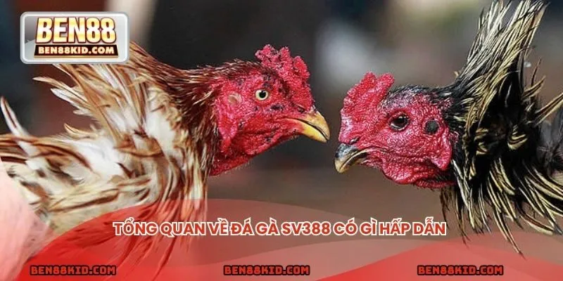 Tổng quan về đá gà SV88 có gì hấp dẫn