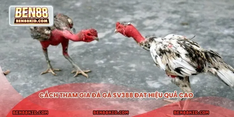 Cách tham gia đá gà Sv388 đạt hiệu quả cao