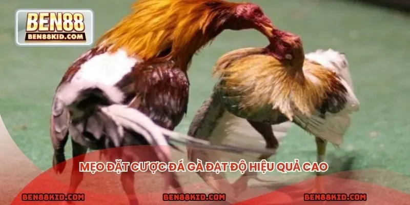 Mẹo đặt cược đá gà đạt độ hiệu quả cao